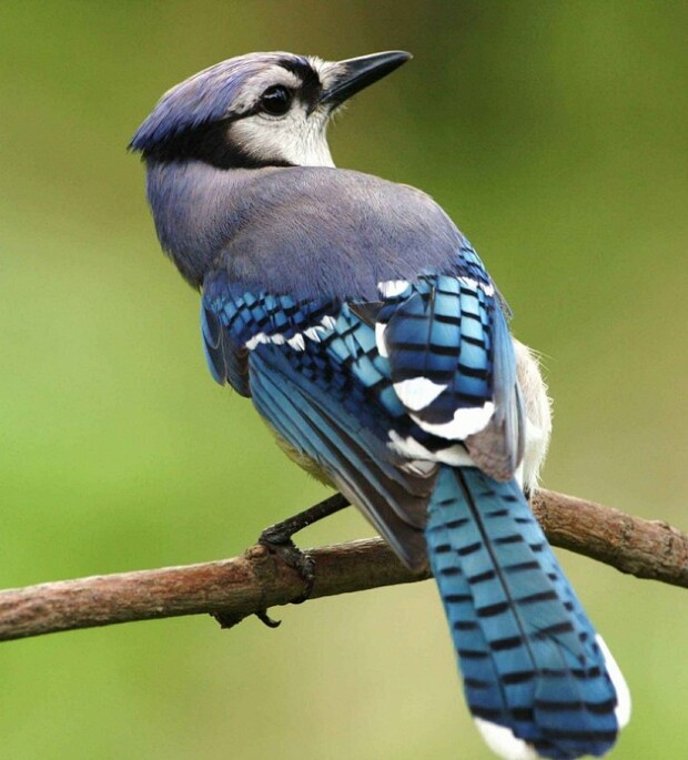 EIN VOGEL AUS DER NATUR 